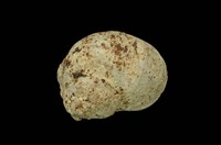 藏品(玉黍螺)的圖片